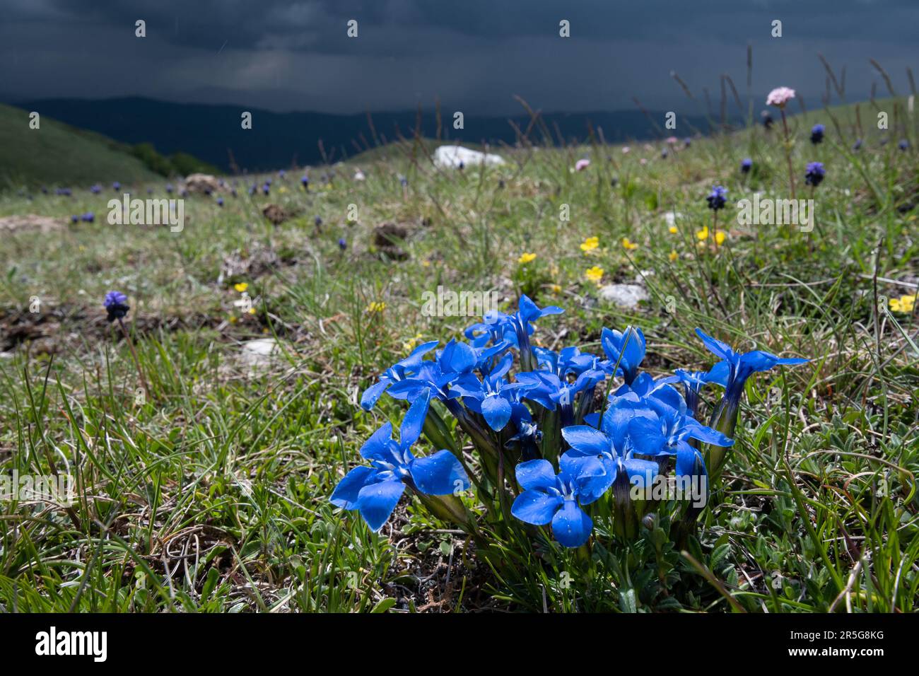 Frühlingsgenzen (Gentiana verna), blaue Wildblumen, die im Mai in den Apenninen im Sibillini-Nationalpark, Zentralitalien, Europa wachsen Stockfoto