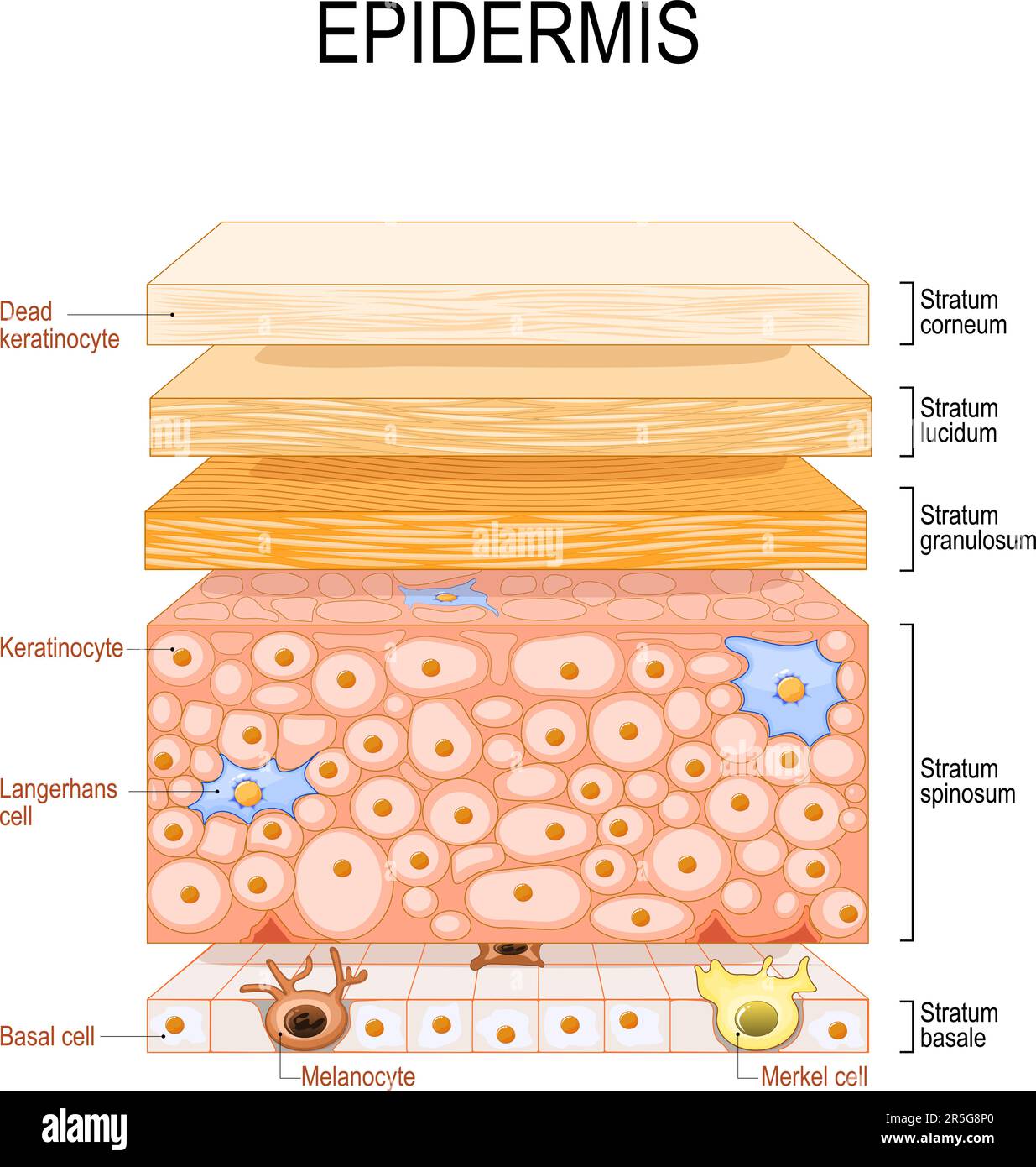 Epidermisstruktur. Hautanatomie. Zellen und Schichten einer menschlichen Haut. Querschnitt der Epidermis. Hautpflege. vektordarstellung. Stock Vektor