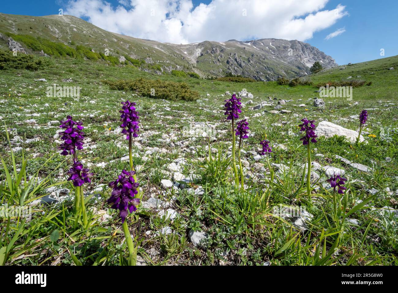 Grünflügelorchideen (Anacamptis morio) in der natürlichen Landschaft der Apenninen, Mittelitalien, Europa, im Mai Stockfoto