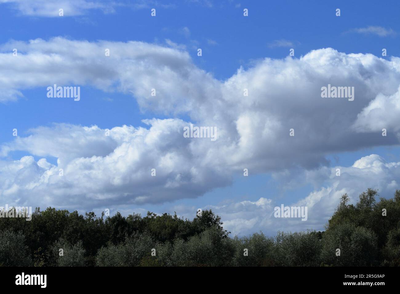 Ein blauer Himmel mit dichten weißen Wolken an einem Sommertag und Bäumen darunter, ideal als Hintergrundrutsche Stockfoto