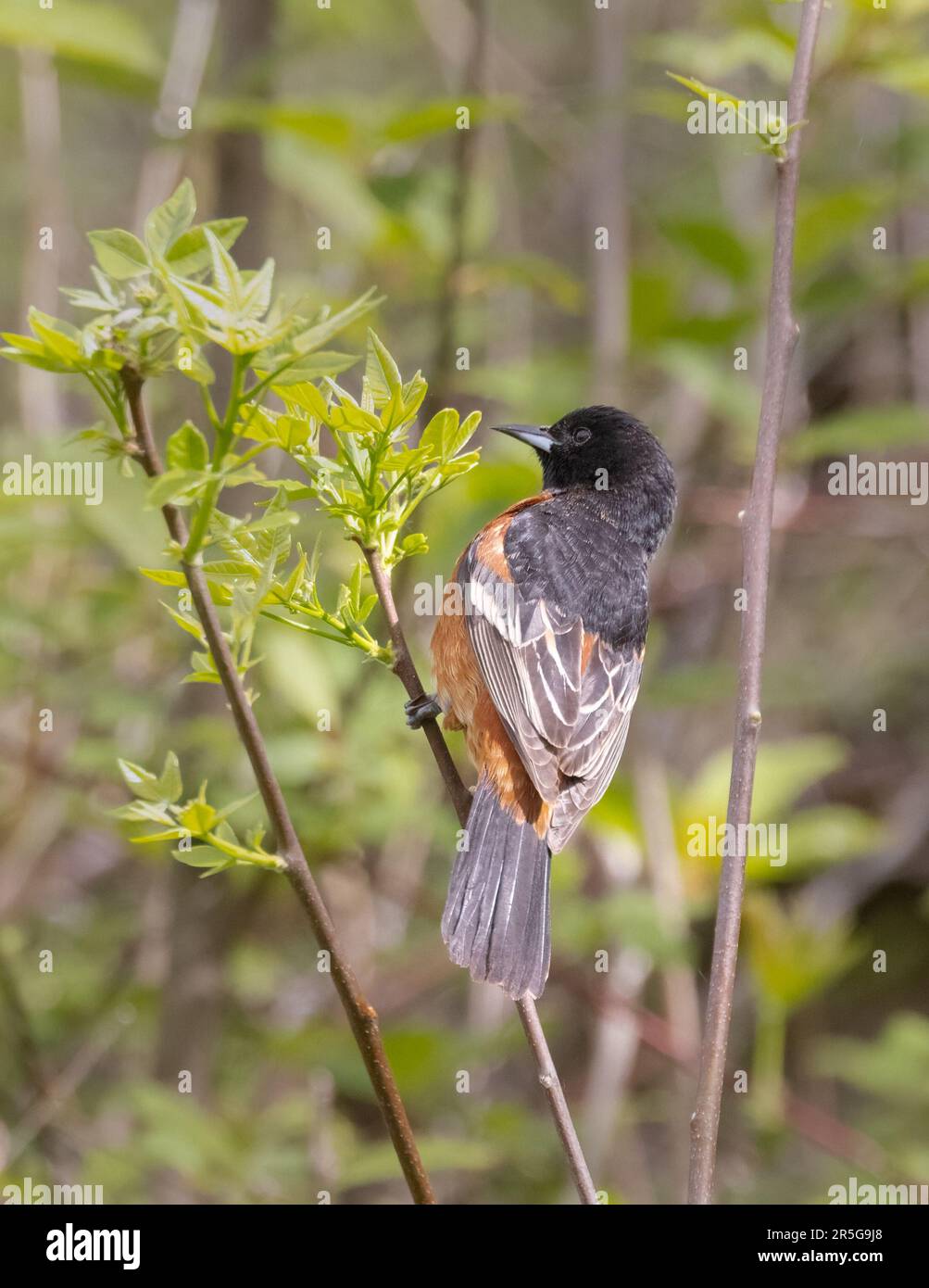 Ein männlicher Orchard Oriole in einem grünen Strauch im Mai im Pelee-Nationalpark in Ontario. Stockfoto