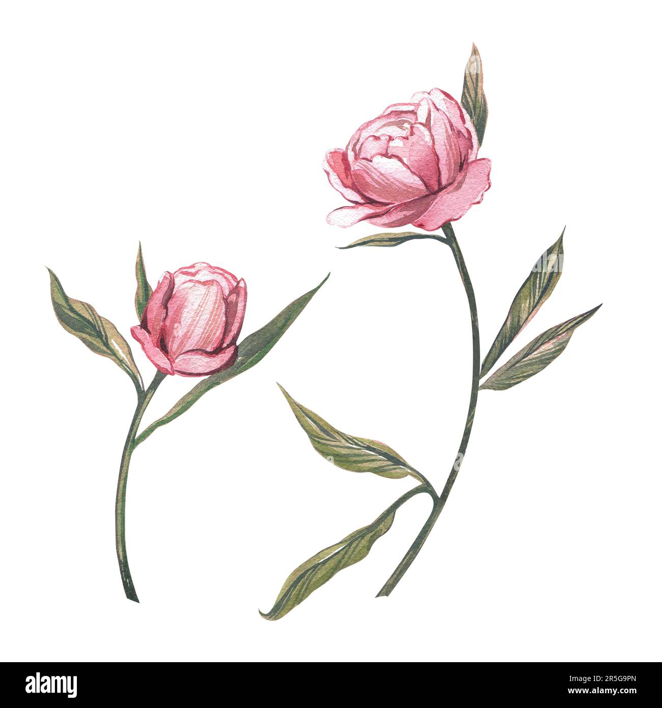 Den rosafarbenen Zweig mit Pfingstrosen und Knospen auf weißem Hintergrund isolieren. Aquarell Hand Zeichnen botanische Skizze Illustration. Kunst für Blumendesign Po Stockfotografie