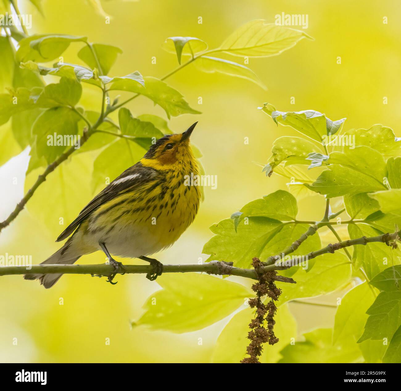 Ein männlicher Cape May Warbler, umgeben von wunderschönem sonnenbeleuchteten gelben und grünen Laub Stockfoto