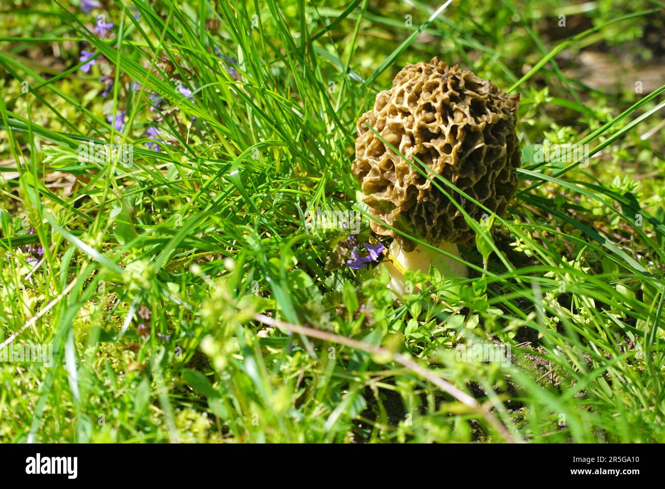 Pilz Morchella esculenta (gemeinsame Morel, Morel, gelb Morel, wahre Morel, Morel, Pilz, Schwamm Morel) closeup im Wald. Feder, Mai, Polen. Stockfoto