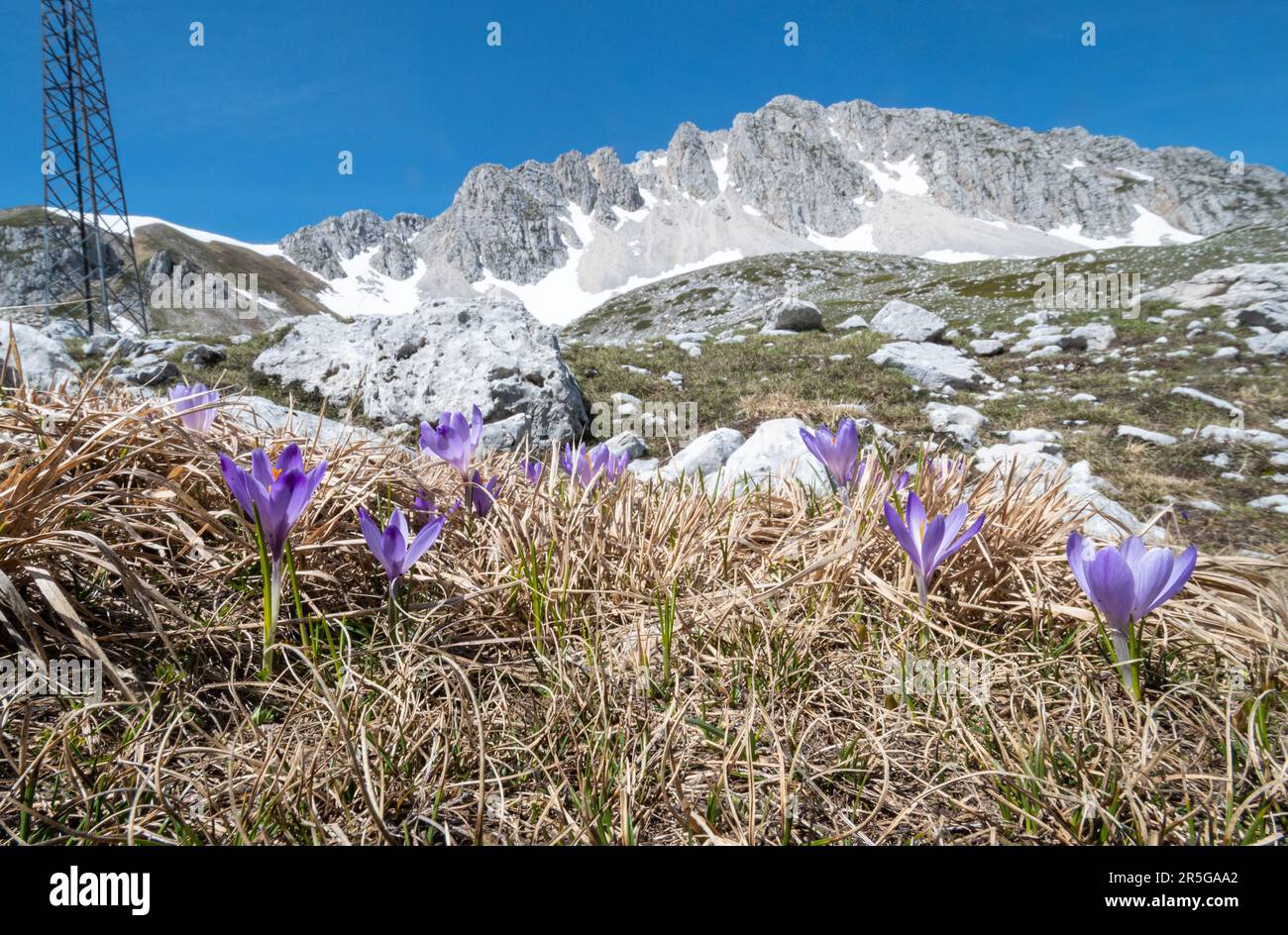 Wilde Krokusblüten (Frühlingskrokusblüten), die in einer wunderschönen natürlichen Landschaft im Alpenraum in den Abruzzen des Apenningebirges in Italien, Europa wachsen Stockfoto