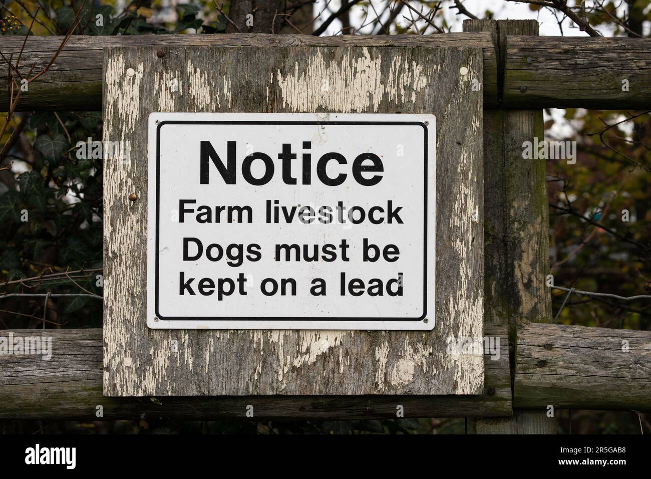 Ein Schild auf dem Land für Hundebesitzer mit der Aufschrift „Hinweis - Nutztiere - Hunde müssen auf dem Laufenden gehalten werden“ Stockfoto