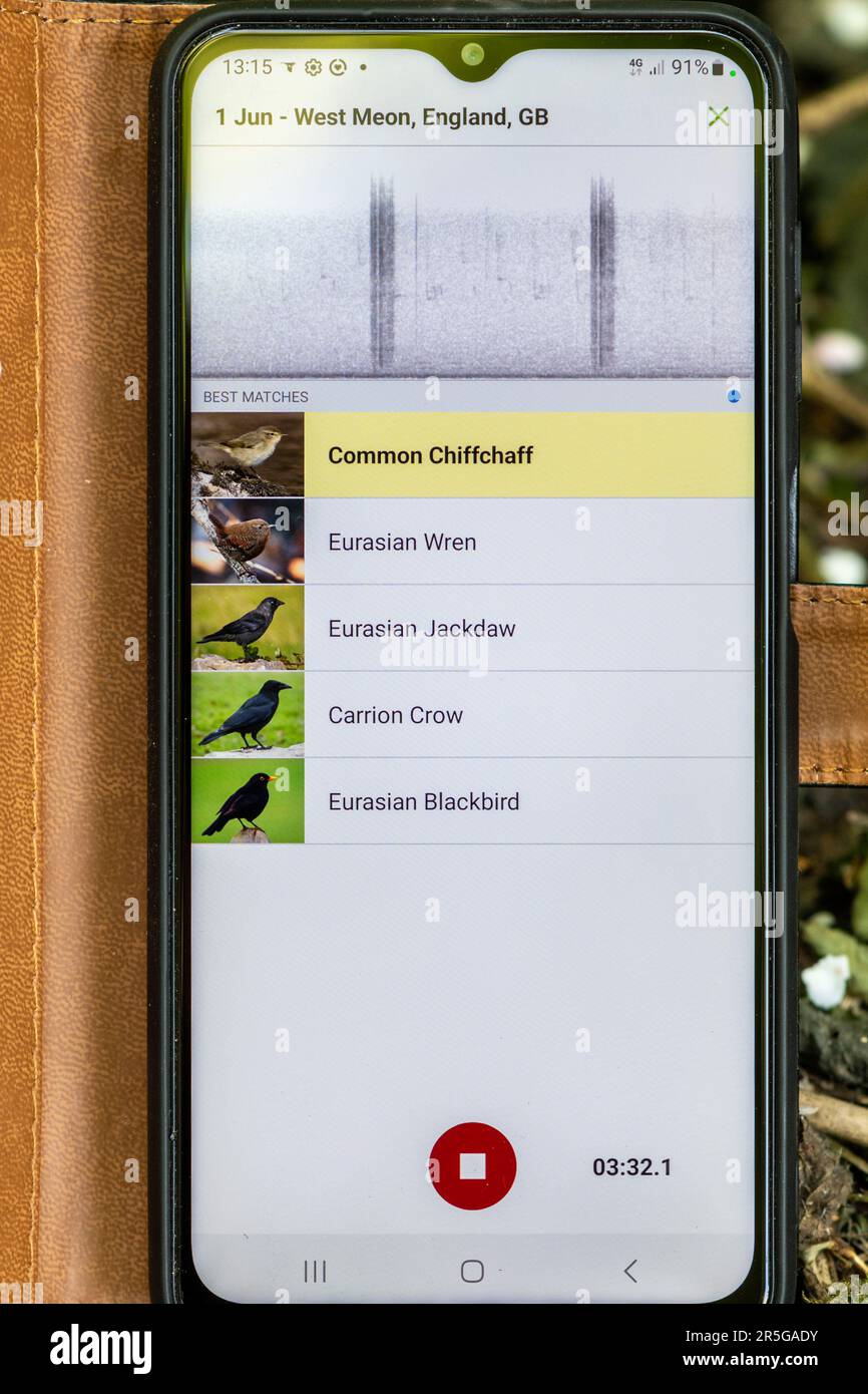 Mithilfe der Merlin Handy-App zum Identifizieren von Vögeln aus Birdsong, England, Großbritannien Stockfoto