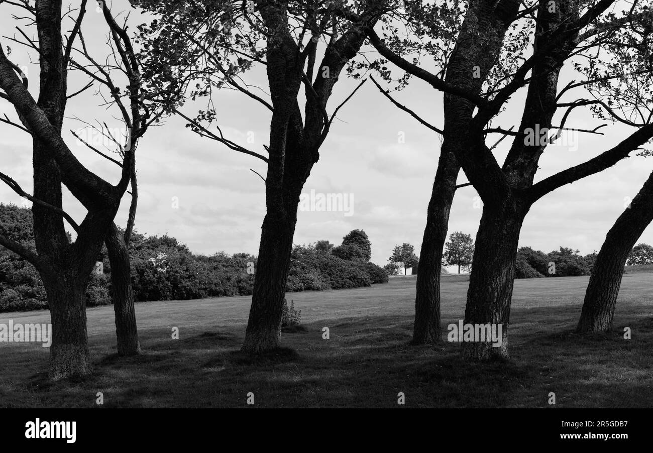 Eine kleine Gruppe von Bäumen und Rasen vor dem bedeckten Himmel im Westwood Public Park und Golfplatz in Beverley, Yorkshire, Großbritannien. Stockfoto