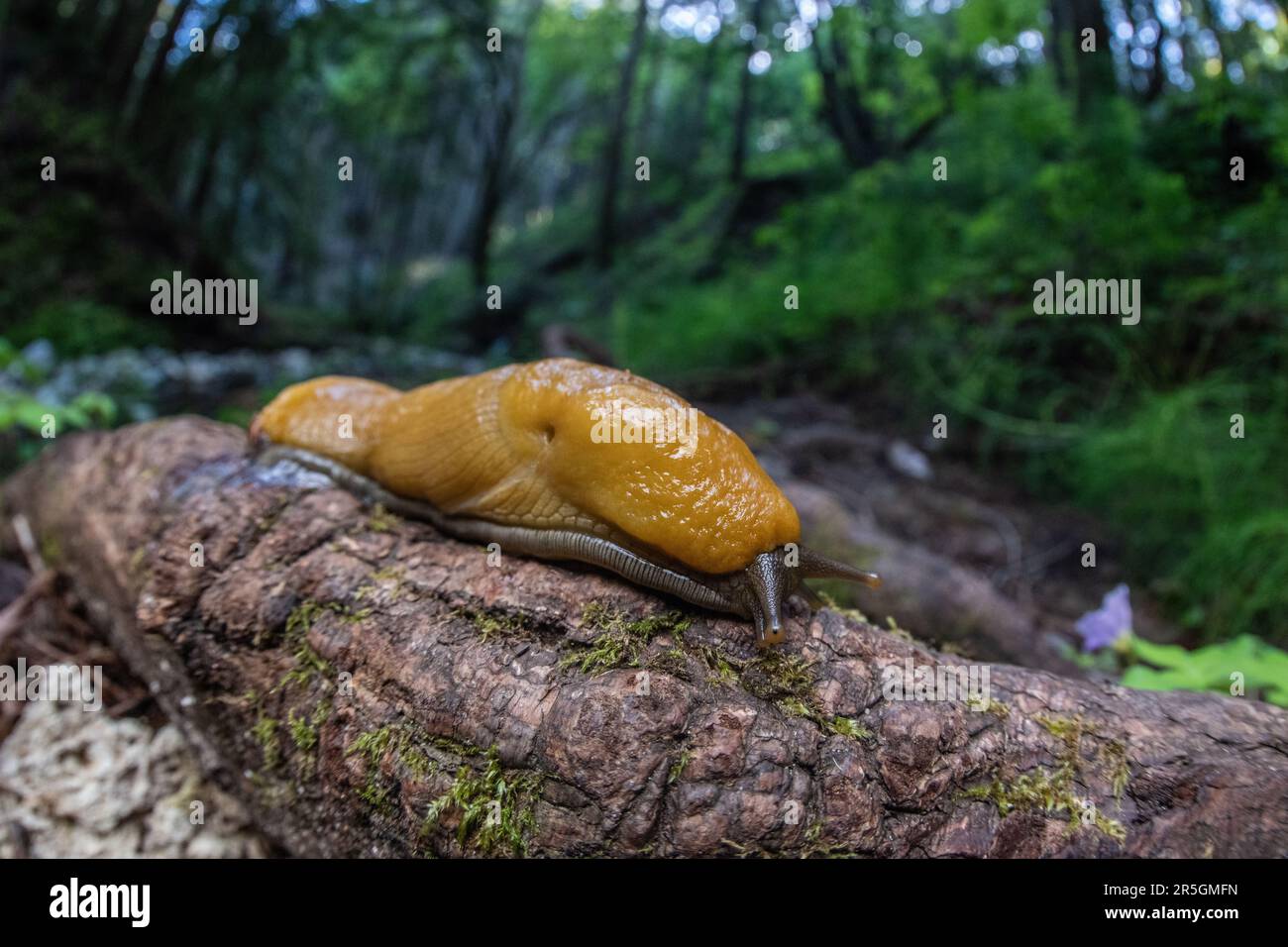 California Banana Slug, Ariolimax californicus, ein großer gelber Mollusk aus dem Wald von Santa Cruz in Kalifornien, USA. Stockfoto