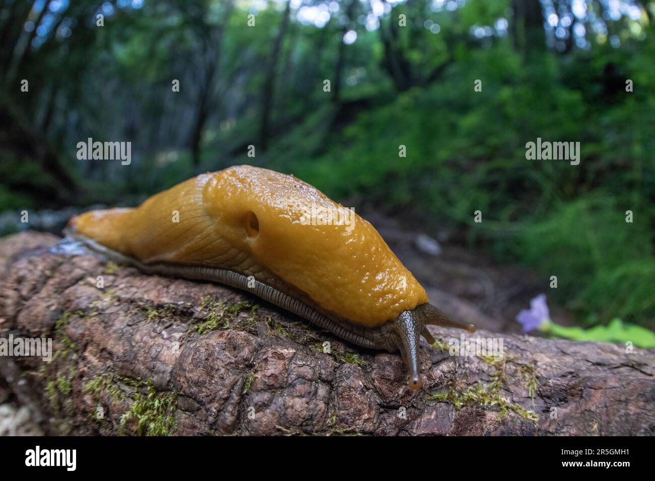 California Banana Slug, Ariolimax californicus, ein großer gelber Mollusk aus dem Wald von Santa Cruz in Kalifornien, USA. Stockfoto