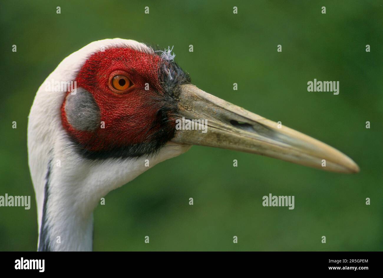 White-Himalaja-Kranich (Grus Vipio) Stockfoto