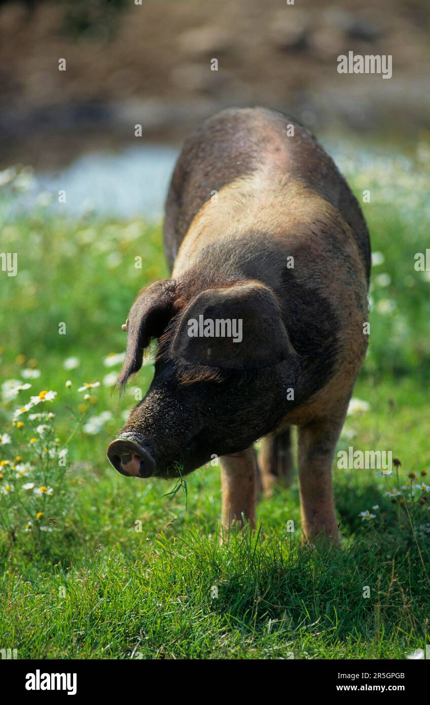 Rotbrust Husum Protest Schwein, dänisches Protest Schwein, deutscher Sattelrücken Schwein Division Rotbrust Husum Schwein Stockfoto