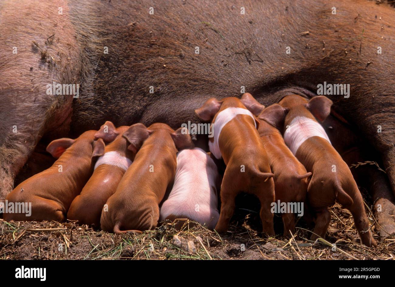 Rotbrust Husum Protest Schwein, dänisches Protest Schwein, deutscher Sattelrücken Schwein Division Rotbrust Husum Schwein Stockfoto