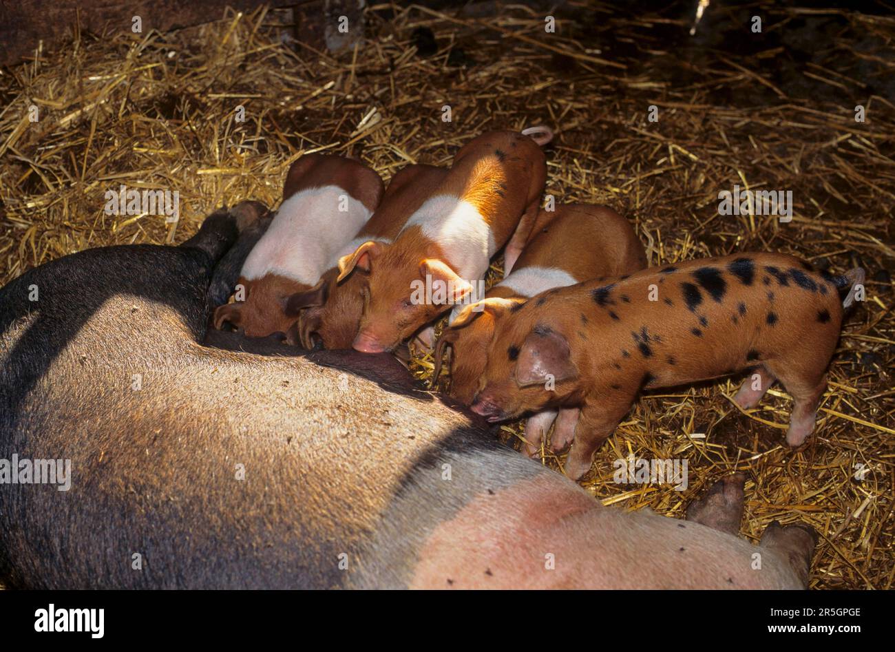 Rotbrust Husum Protest Schwein, dänisches Protest Schwein, deutscher Sattelrücken Schwein Division Rotbrust Husum Schwein Stockfoto