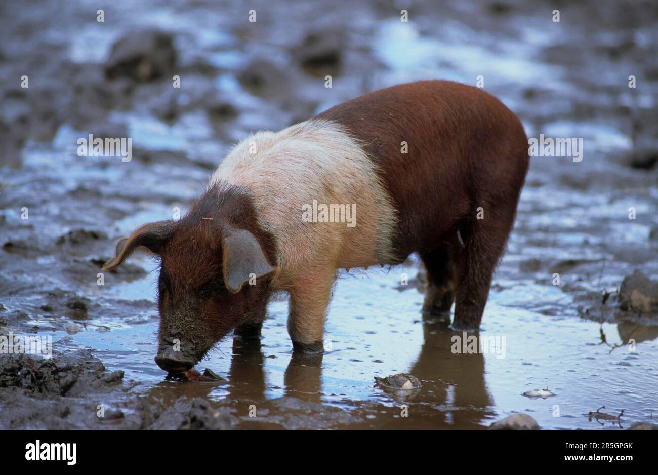 Rotbrust Husum Protest Schwein, dänisches Protest Schwein, deutscher Sattelrücken Schwein Division Rotbrust Husum Schwein Stockfoto