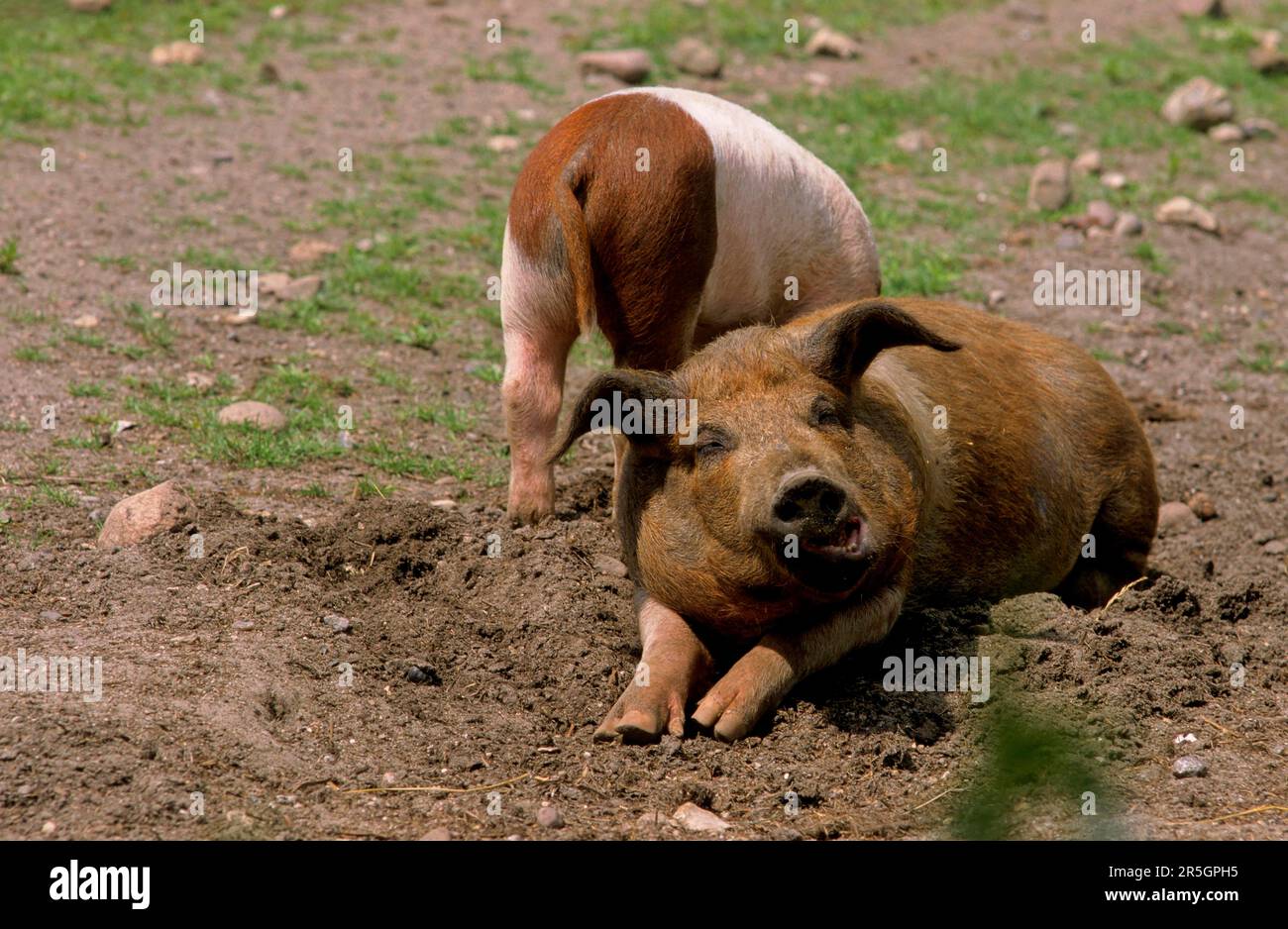 Rotbrust Husum Protest Schwein, dänisches Protest Schwein, deutscher Sattelrücken Schwein Division Rotbrust Husum Schwein Stockfoto