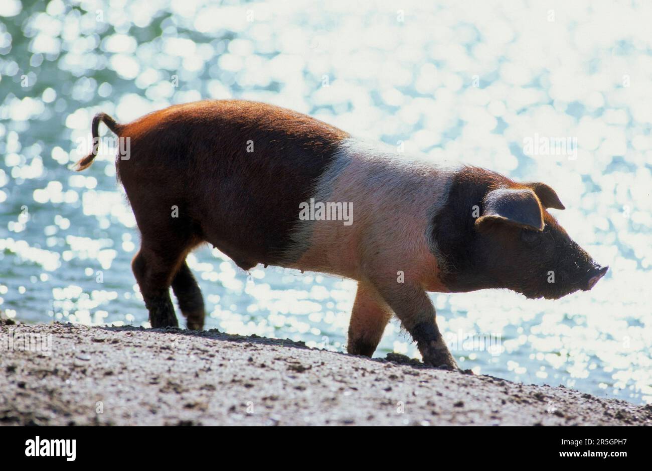 Rotbrust Husum Protest Schwein, dänisches Protest Schwein, deutscher Sattelrücken Schwein Division Rotbrust Husum Schwein Stockfoto