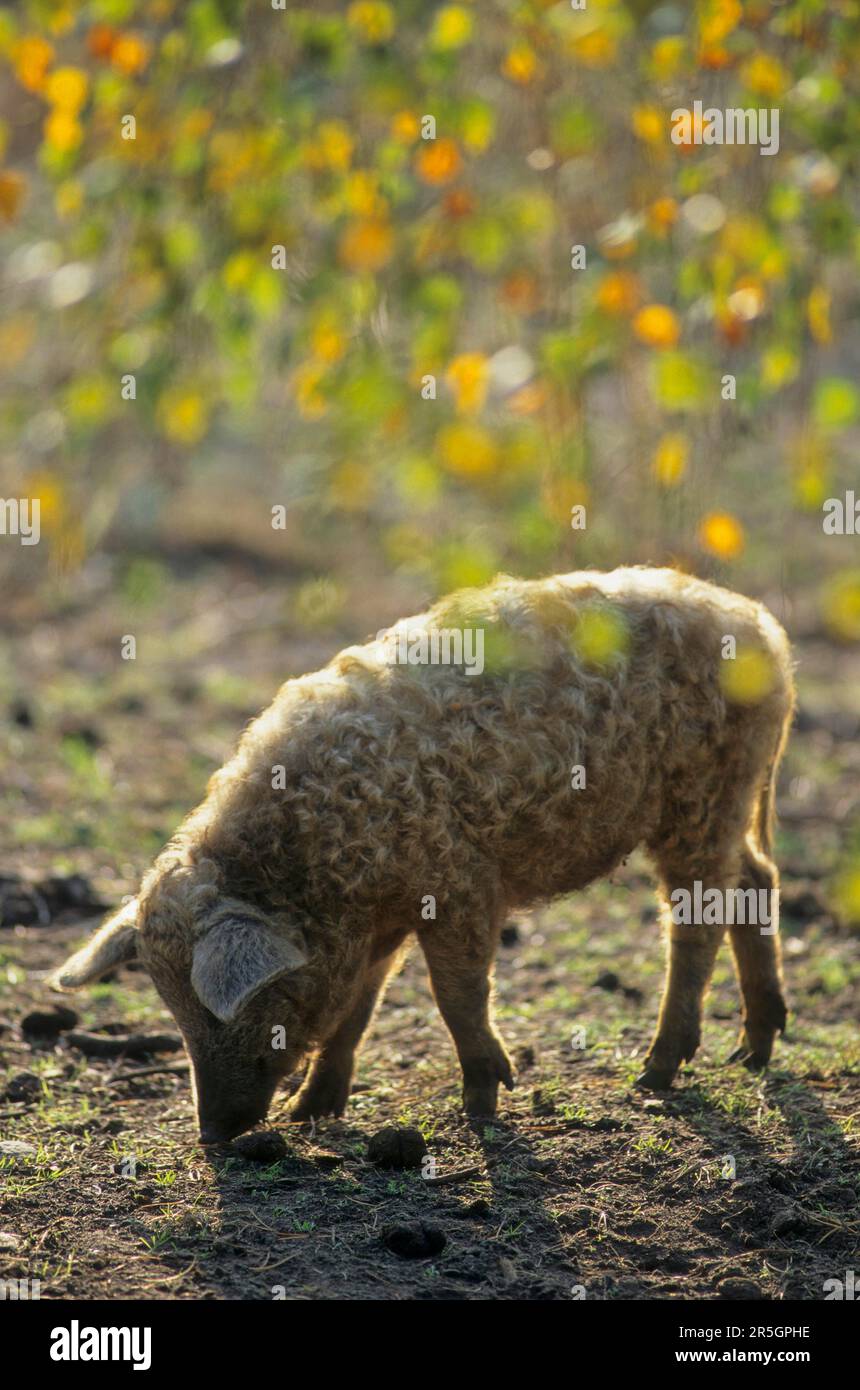 Mangalica-Schwein, Mangalitza, Mangaliza, Schafschwein, Mangalitza-Wollschwein Stockfoto