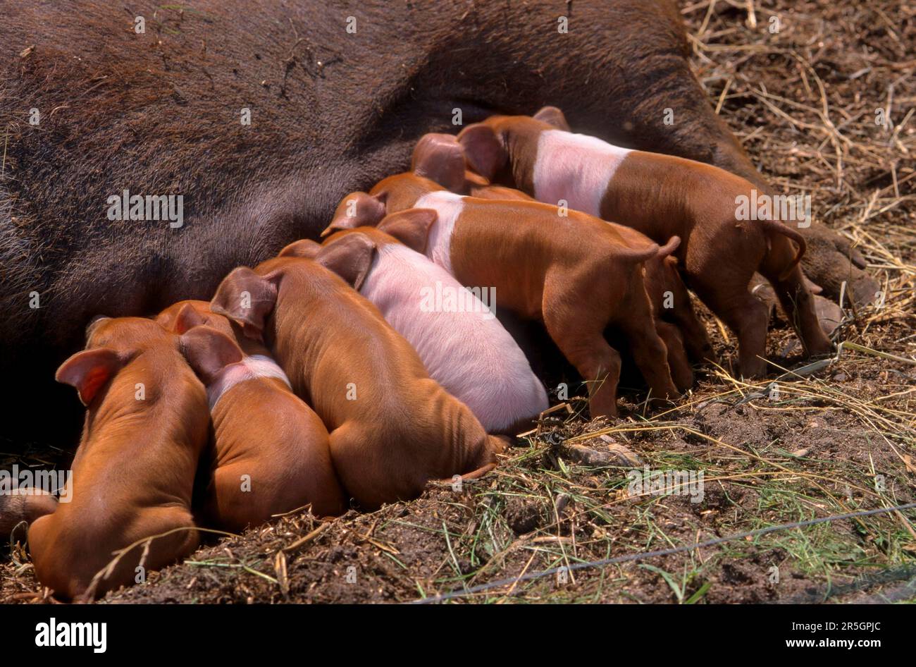 Rotbrust Husum Protest Schwein, dänisches Protest Schwein, deutscher Sattelrücken Schwein Division Rotbrust Husum Schwein Stockfoto