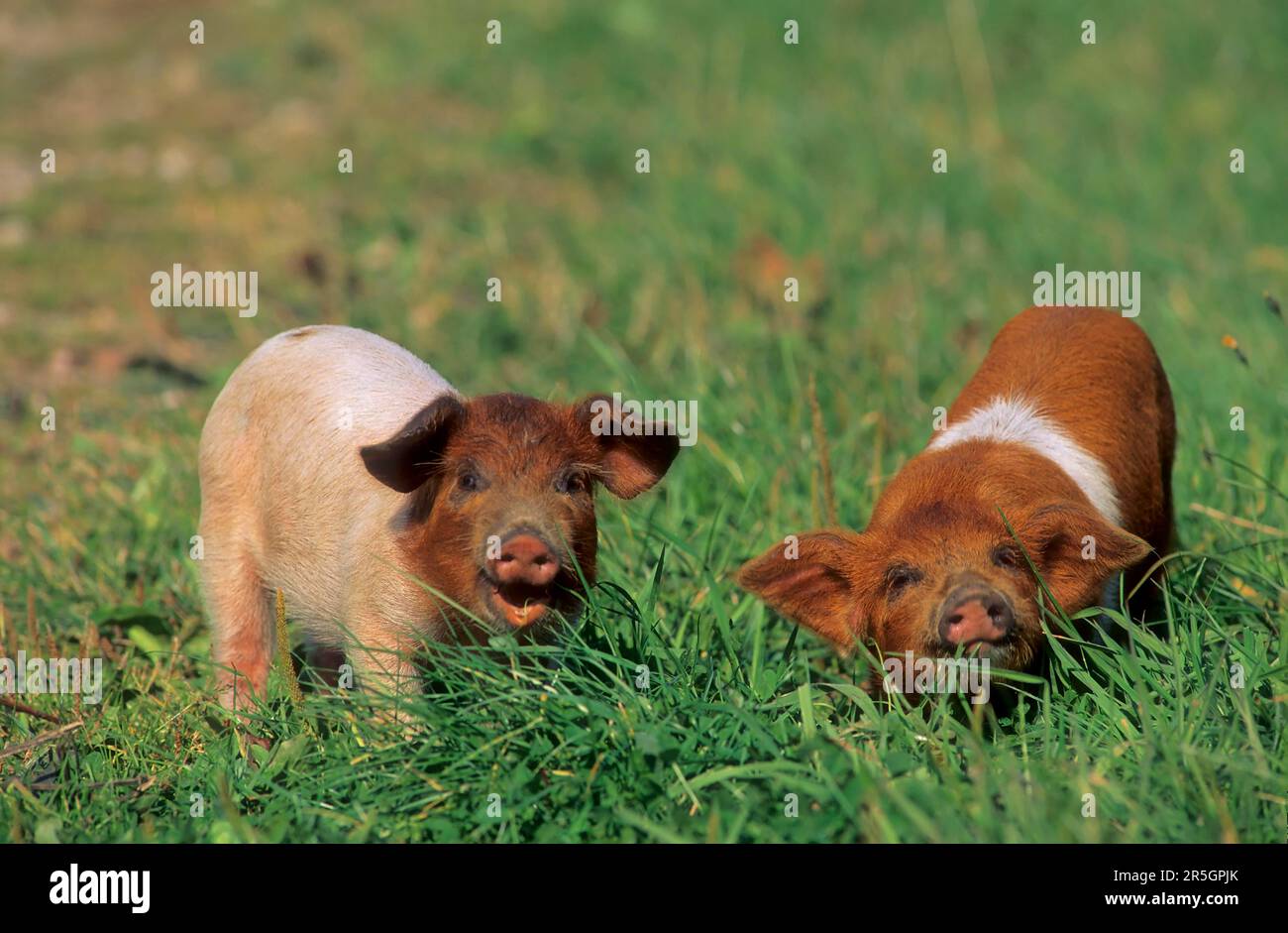 Rotbrust Husum Protest Schwein, dänisches Protest Schwein, deutscher Sattelrücken Schwein Division Rotbrust Husum Schwein Stockfoto