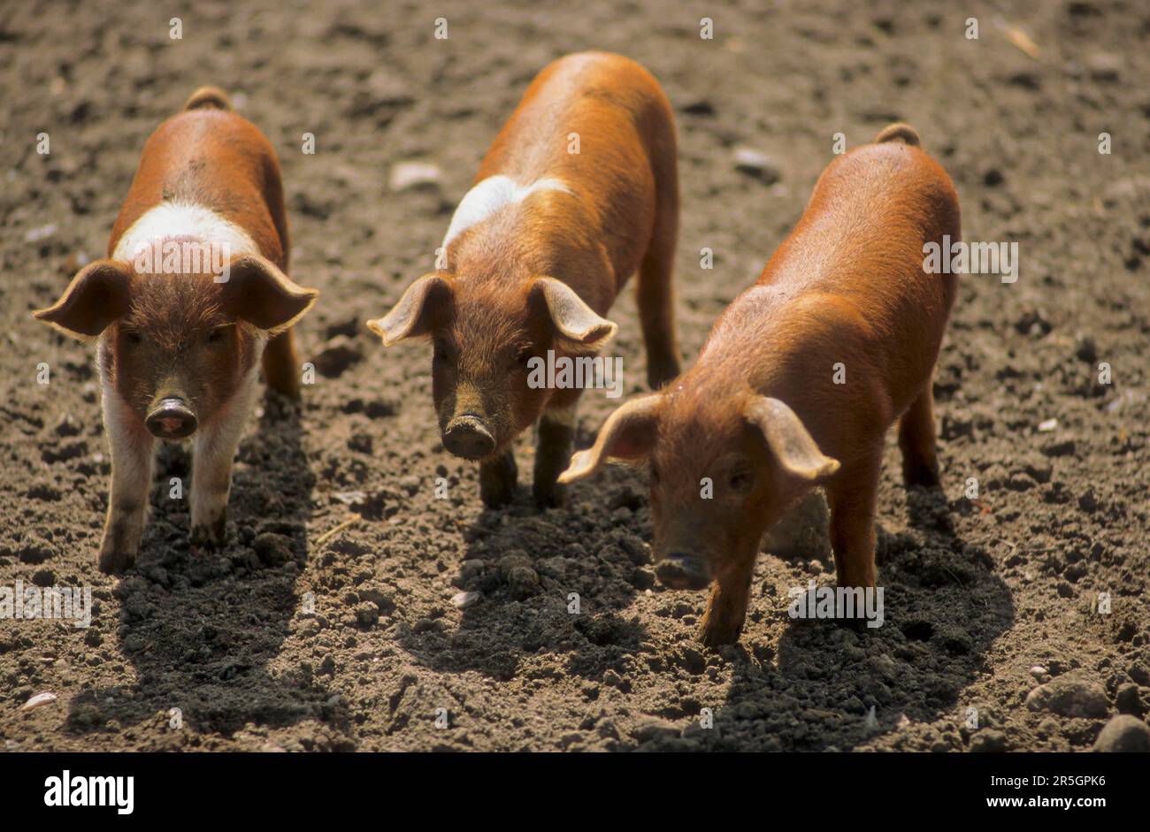 Rotbrust Husum Protest Schwein, dänisches Protest Schwein, deutscher Sattelrücken Schwein Division Rotbrust Husum Schwein Stockfoto