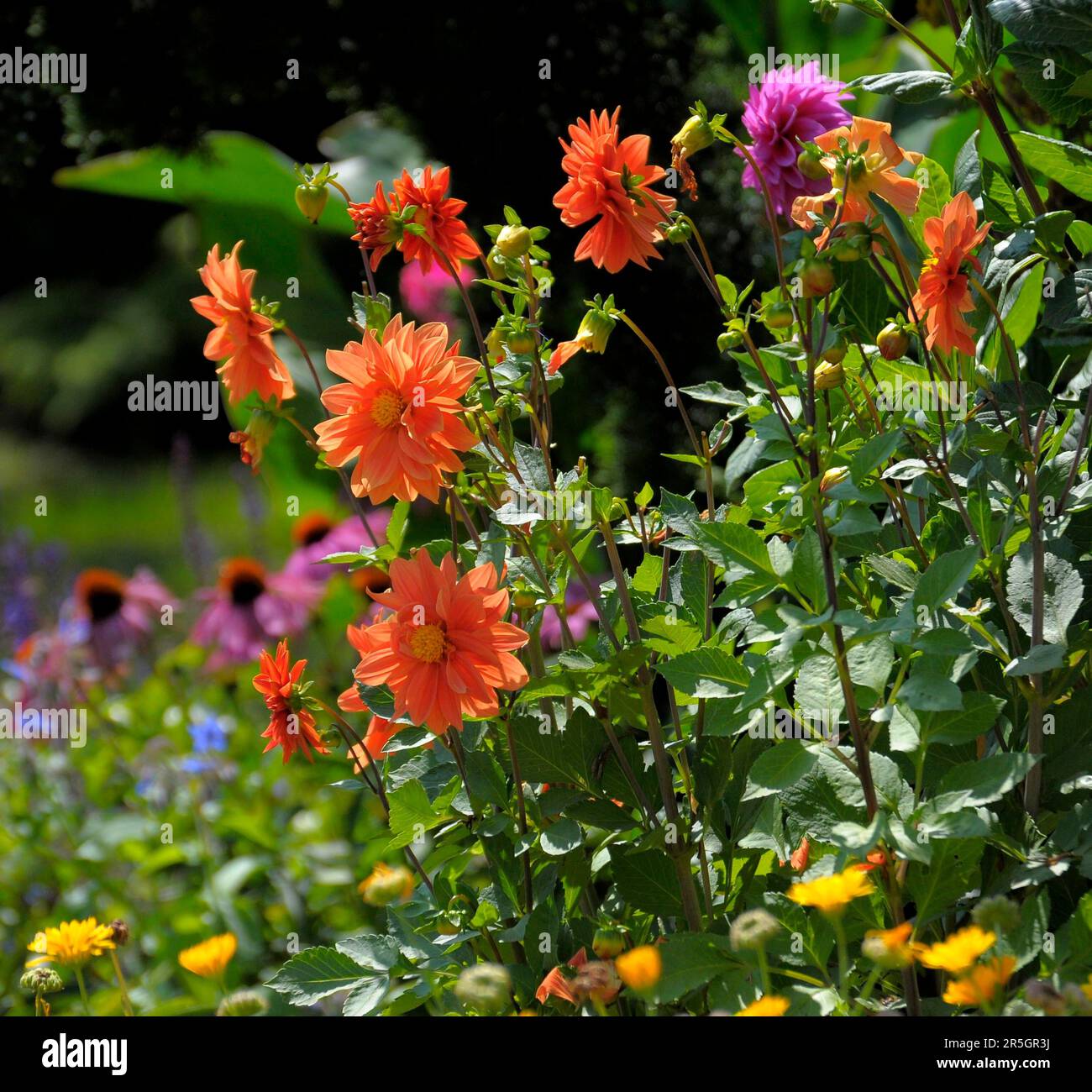 Im Garten blühende Schmuckdahlien, Kaktusdahlien (Dahlia x hortensis), Schmuckdahlien Stockfoto