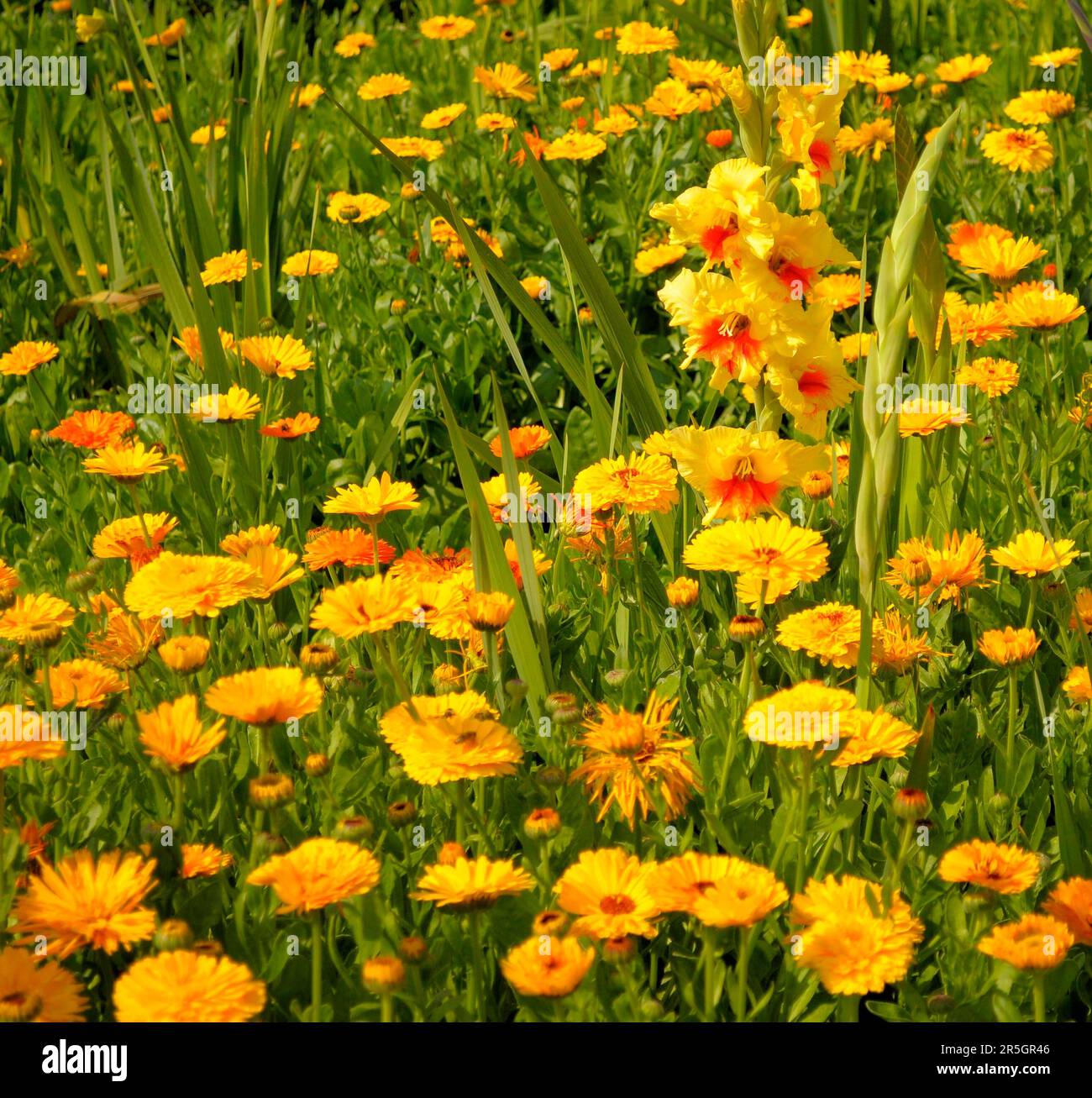 Gladiolus im Gelbflossenthun, Gelbflossenthun (Calendula officinalis), Gladiolus-Schwertschwertlilie (Gladiolus) Stockfoto