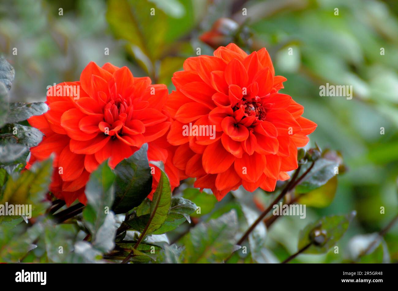Rote Zierdahlien, die im Garten blühen, Kaktusdahlien (Dahlia x hortensis), Zierdahlien Stockfoto