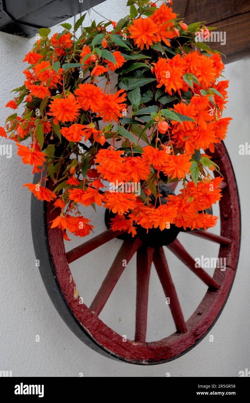 Hängende Begonien (Begonien), die auf einem Wagenrad blühen, Begonien, Begonien Stockfoto