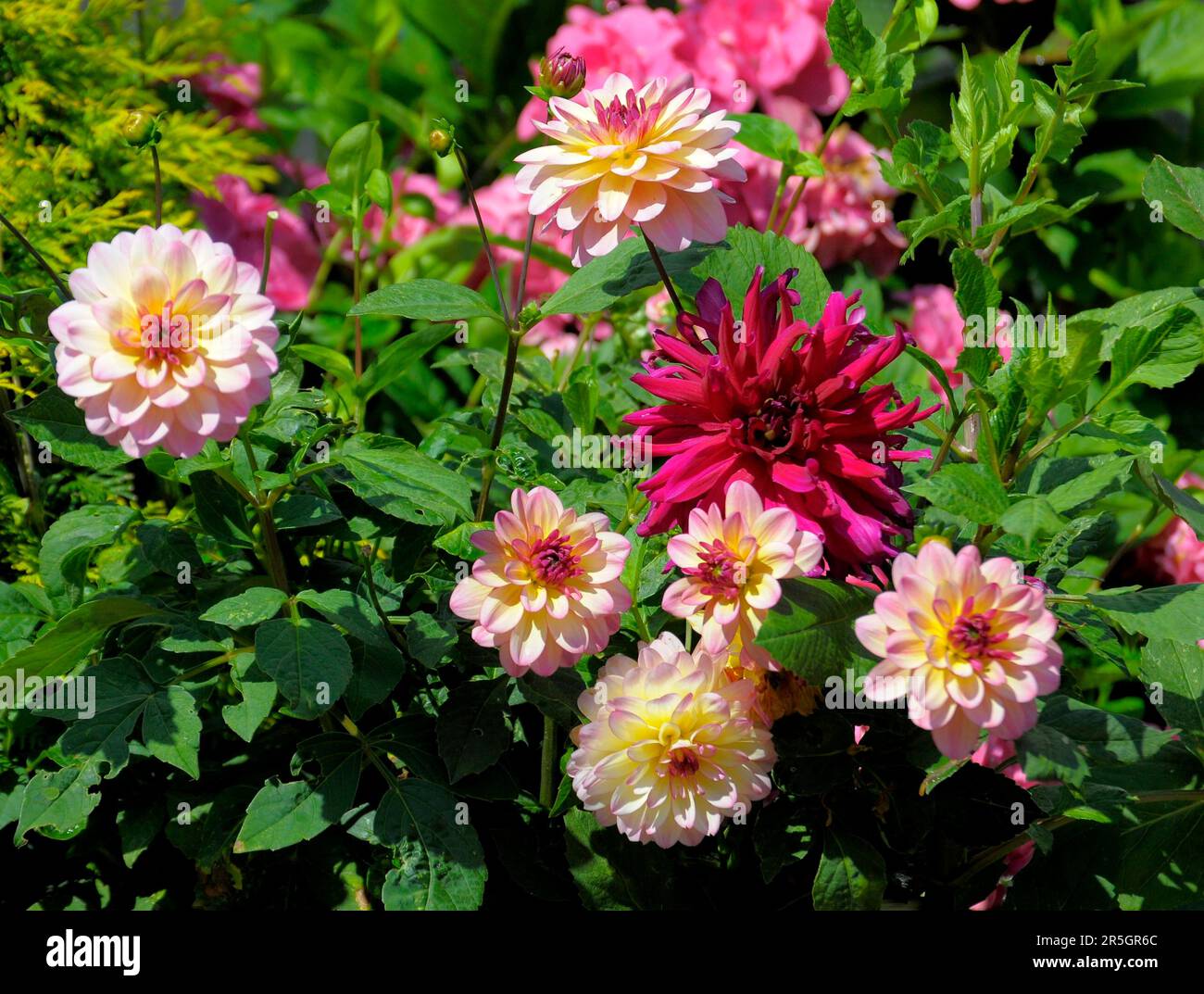 Dahlien blühen im Garten verschiedene, Kaktusdahlien (Dahlia x hortensis) Stockfoto