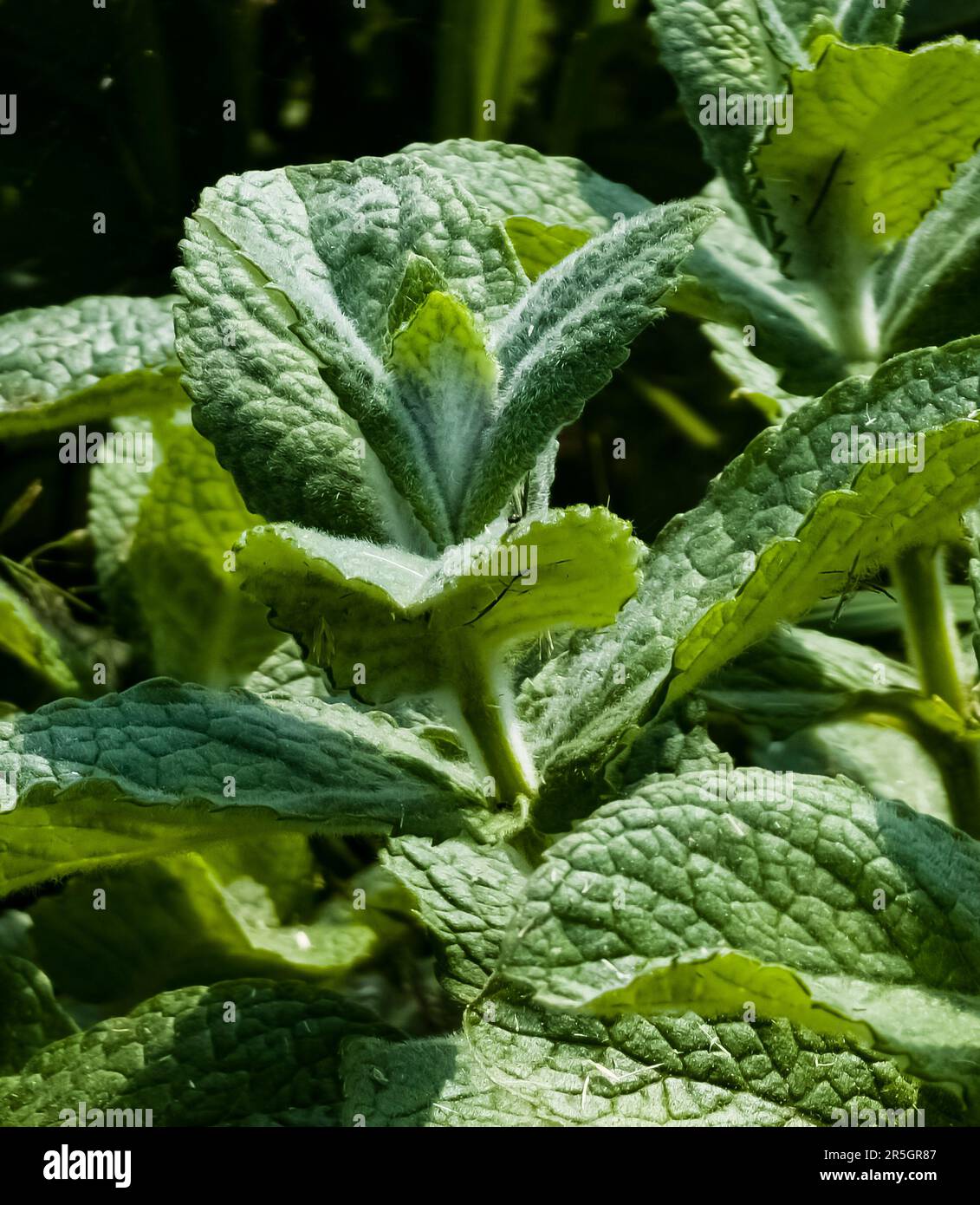 Mentha suaveolens Fotos und Bildmaterial in hoher Auflösung Alamy
