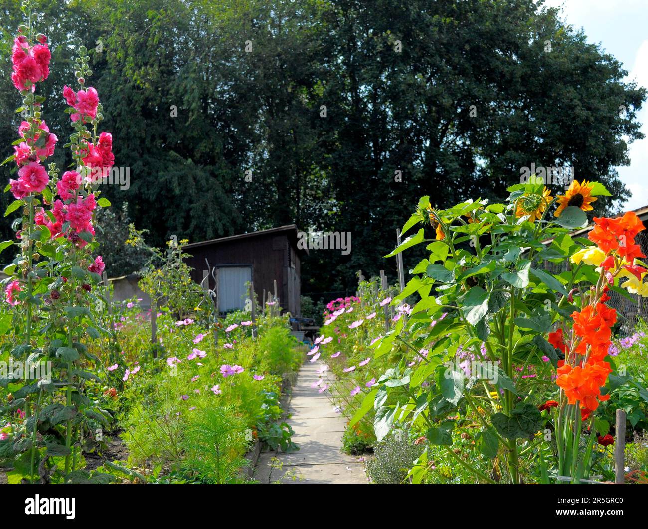 Hüttengarten, Wochenendplotz verschiedene mehrjährige Blumen blühen im