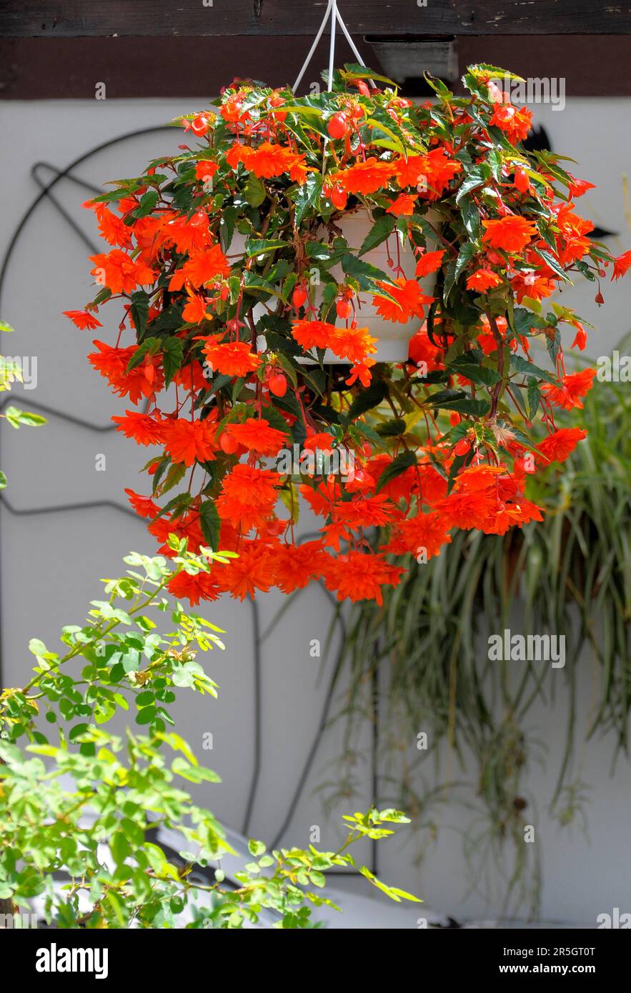 Hängende Begonien (Begonien), die auf dem Wagenrad blühen, Begonien, Hängekorb Stockfoto