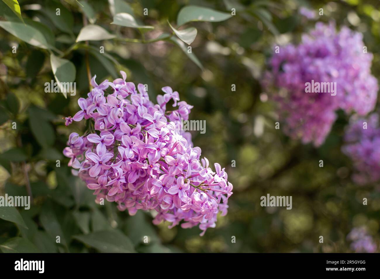 Lila Zweige (Syringa) mit blühenden sanften lila Blüten auf grünem, verschwommenem Bazillus Stockfoto