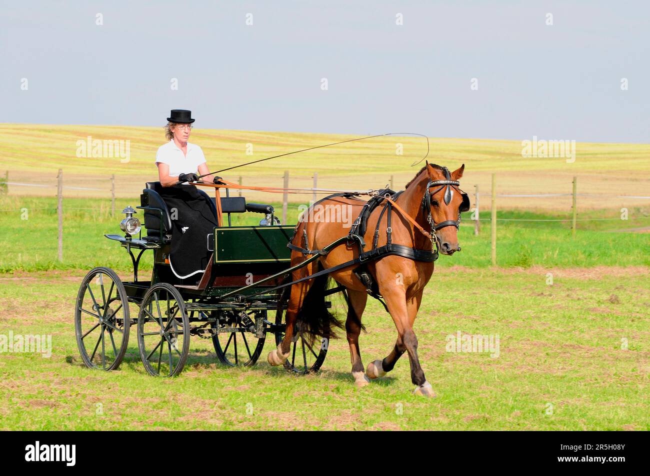 Autofahren, Freiberger, FM, Franches Montagnes, Coldblood, Kaltblutpferd, Brustplatten-Gurtzeug, Liverpool-Bordstein, Fahrschnecke, Blinker, Peitsche Stockfoto