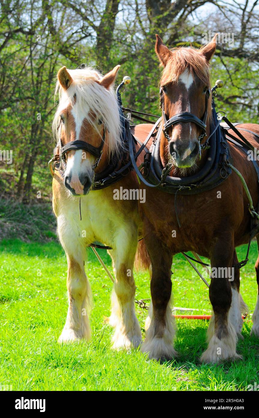 Bretonisches kaltblütiges Pferd, Bretonisches kaltblütiges Pferd, Harrow, zwei in der Hand, Kabelbaum Stockfoto