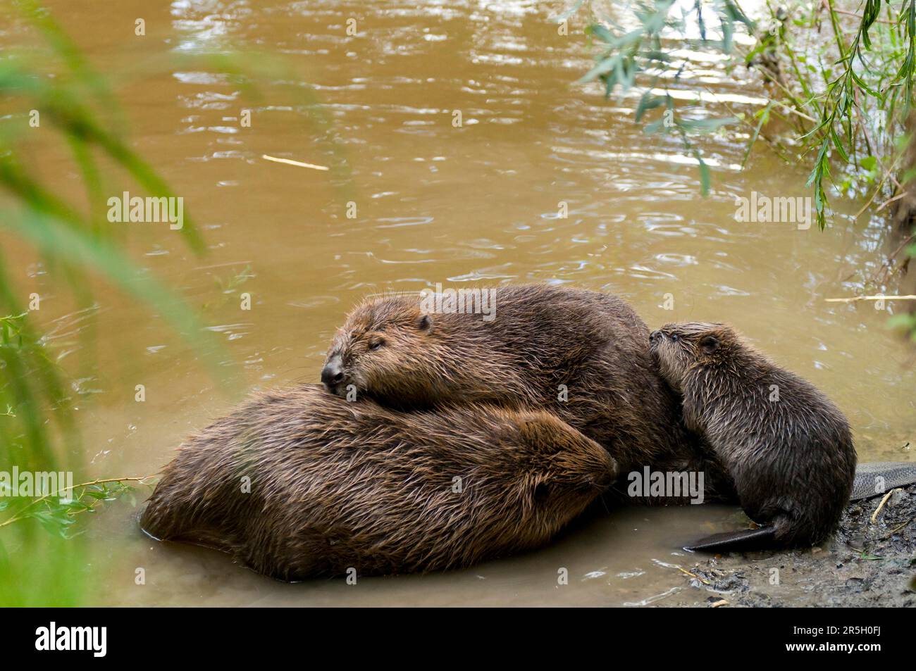 Europäische Biber (Castor fiber) und Jungbiber, Rosenheim, Bayern, Deutschland Stockfoto