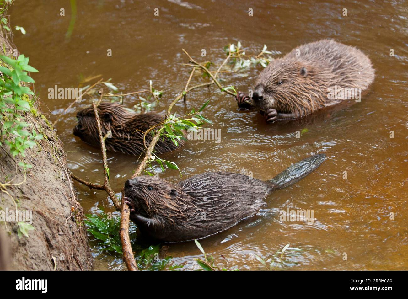 Europäischer Biber (Castor fiber) und Jungbiber, Rosenheim, Bayern, Deutschland Stockfoto