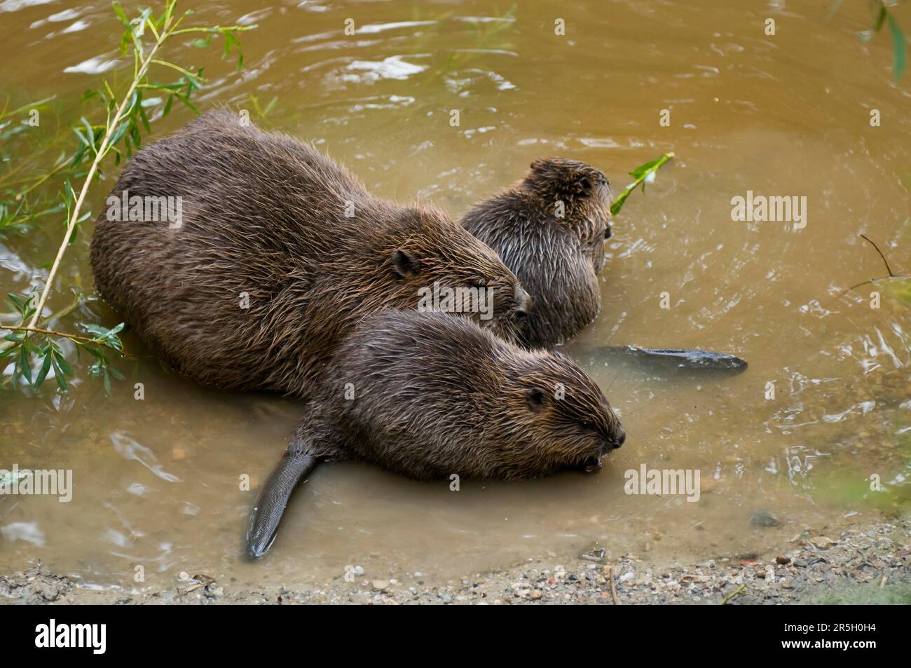 Europäischer Biber (Castor fiber) und Jungbiber, Rosenheim, Bayern, Deutschland Stockfoto