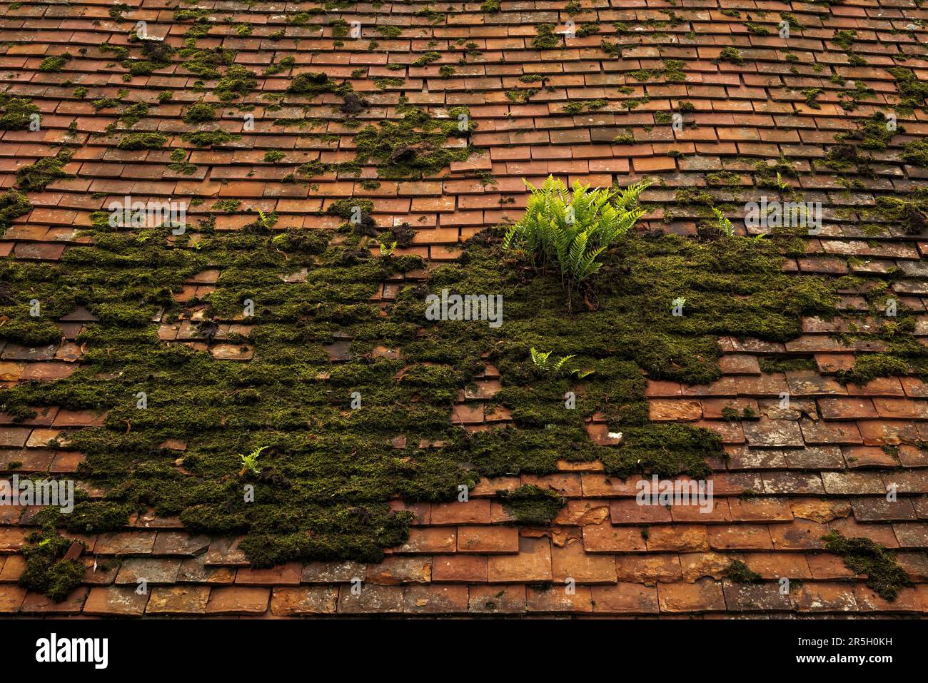 Farn wächst auf Moos auf dem Dach Stockfoto
