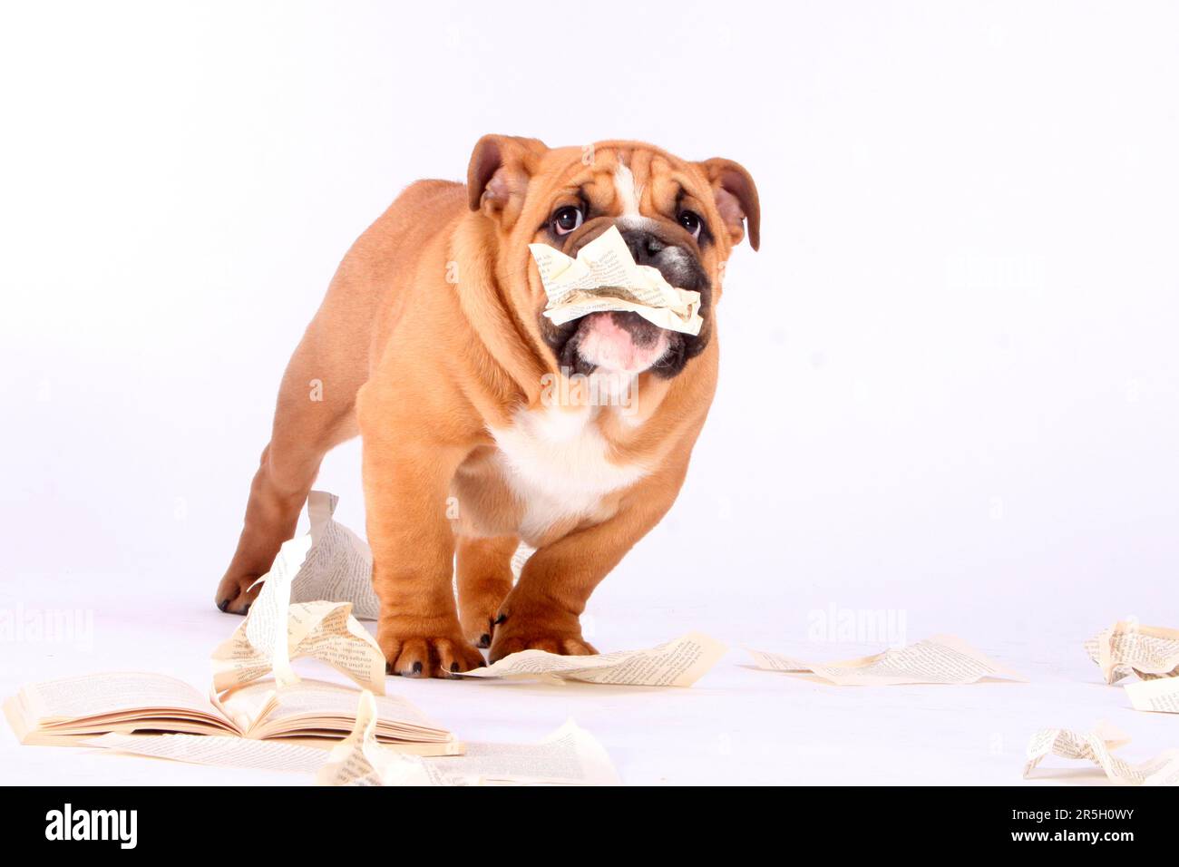 Englische Bulldogge, Zerrissenes Buch, Unartig, Zerrissenes Buch, Zerrissenes Buch, Zerrissen, Zerstört Stockfoto