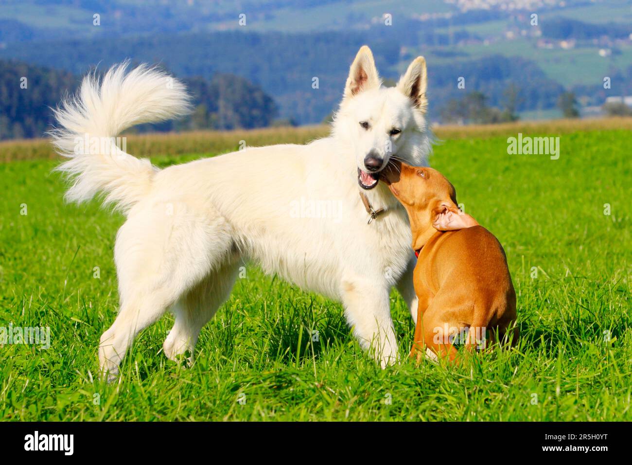 Weißer Schweizer Schäferhund und Magyar Vizsla, Hündchen, Weißer Schweizer Schäferhund, AC Weißer Schäferhund, Berger de Suisse, Shorthaired ungarische Zeiger Stockfoto