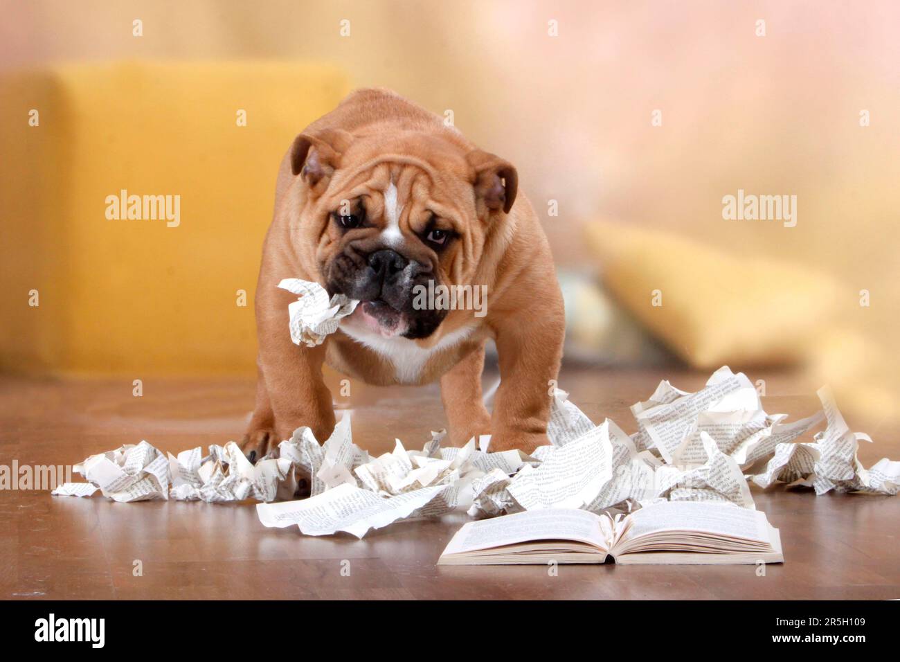 Englische Bulldogge, Zerrissenes Buch, Unartig, Zerrissenes Buch, Zerrissenes Buch, Zerrissen, Zerstört Stockfoto