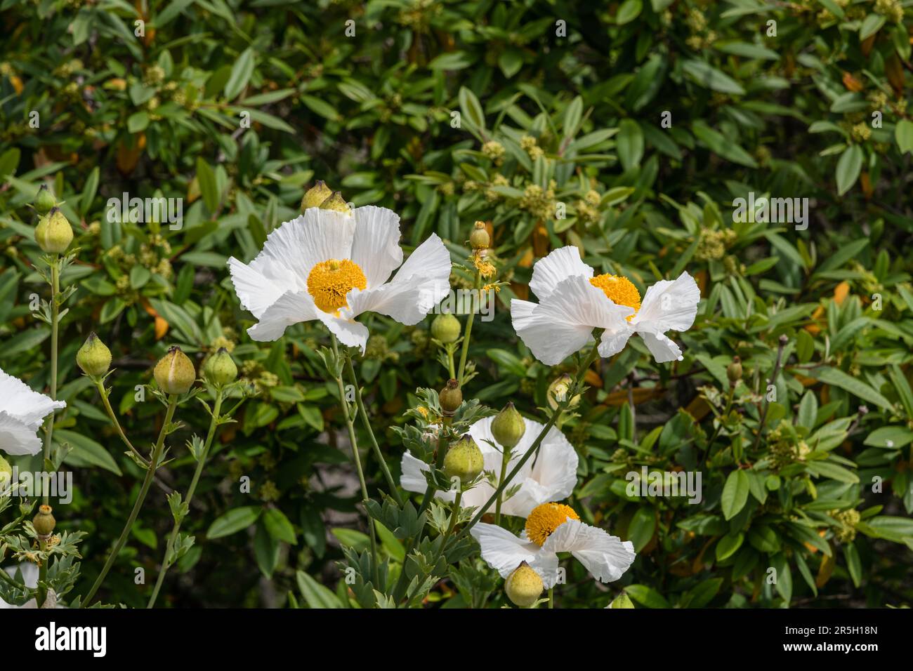 Wunderschöne kalifornische Matilija-Mohnblumen im Küstengebiet von Goleta in der Nähe von Santa Barbara, Südkalifornien Stockfoto