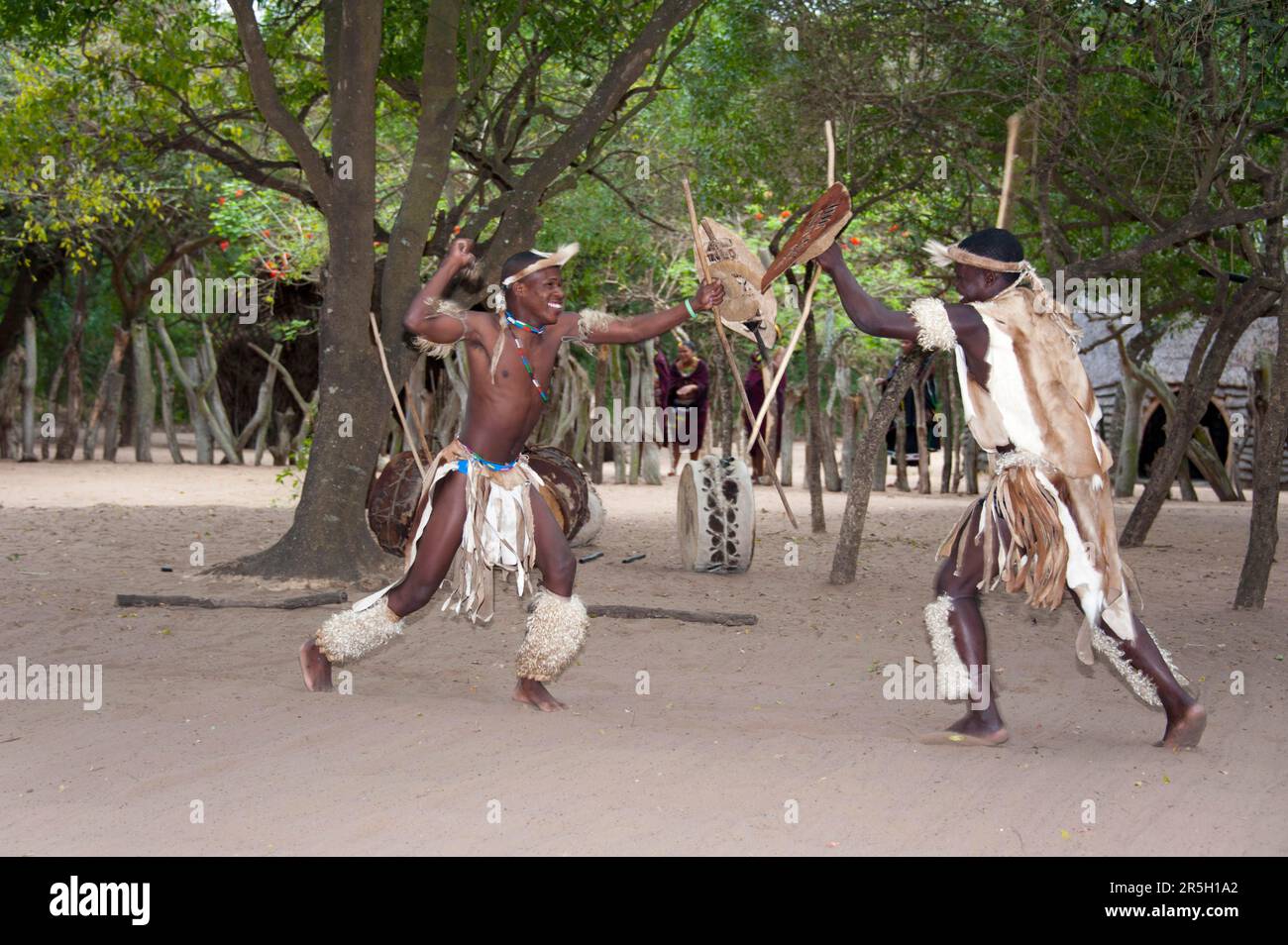 Krieger, traditioneller Tanz, DumaZulu, Duma Zulu, traditionelles Dorf, museumsdorf, KwaZulu Natal, Südafrika Stockfoto