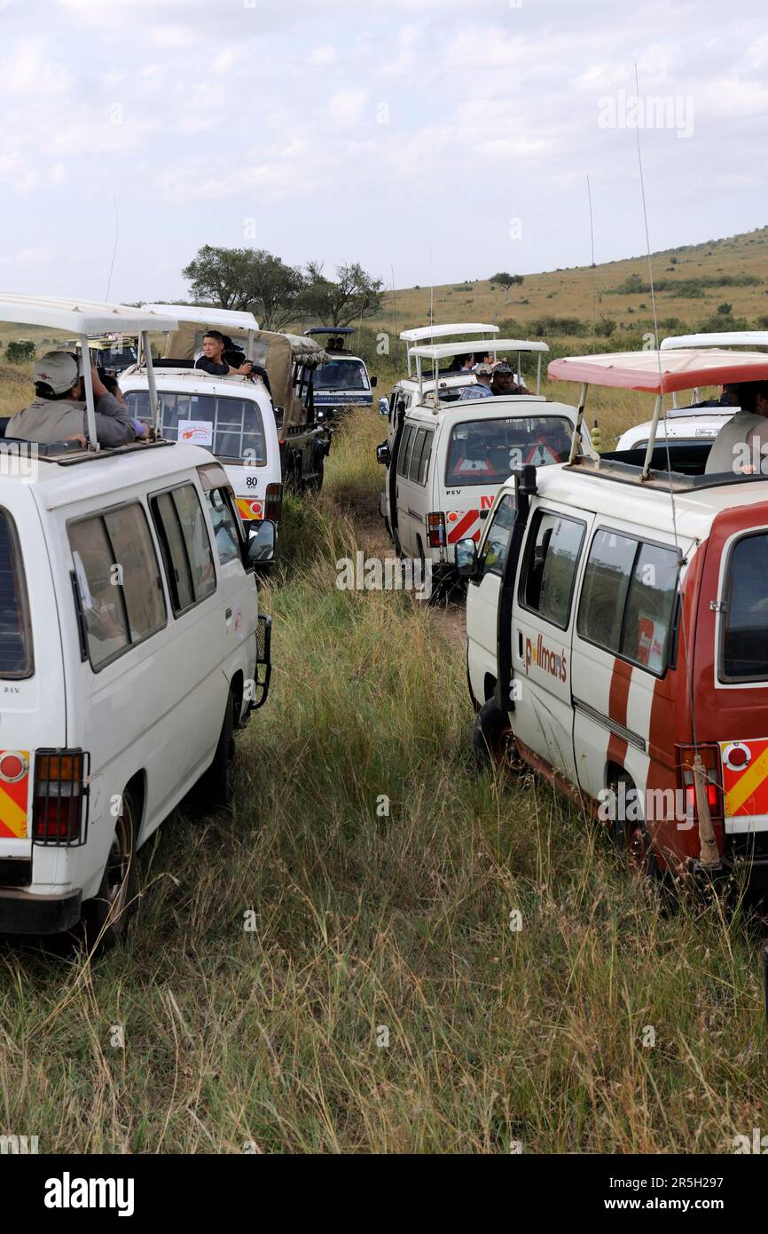 Toursites beobachten Tiere, Masai Mara Wildreservat, Kenia, Touristenbusse, Safari Stockfoto