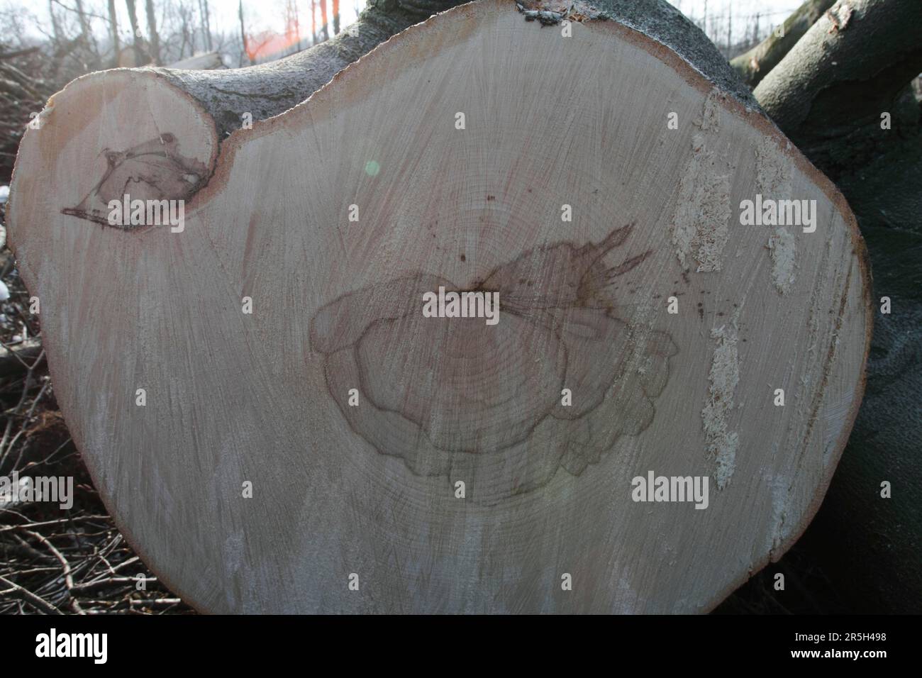 Buche, Querschnitt durch Stamm, mit Holzfäule, Niedersachsen, Deutschland (Fagus sylvatica) (Heterobasidion annosum) Stockfoto