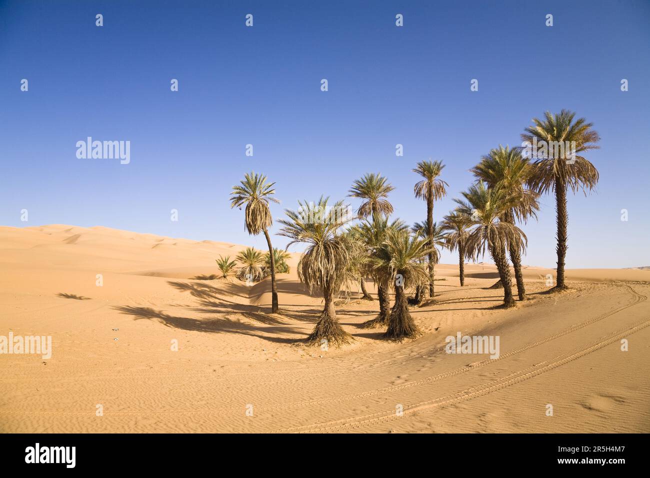 Dattelpalmen, um el Ma Oase, libysche Wüste, Sahara, Libyen Stockfoto Dattelpalmen, um el Ma Oase, libysche Wüste, Sahara, Libyen Stockfoto