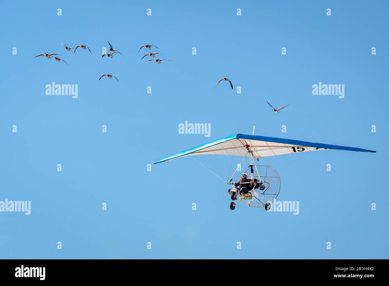 Christian Moulec und seine Gänse Stockfoto