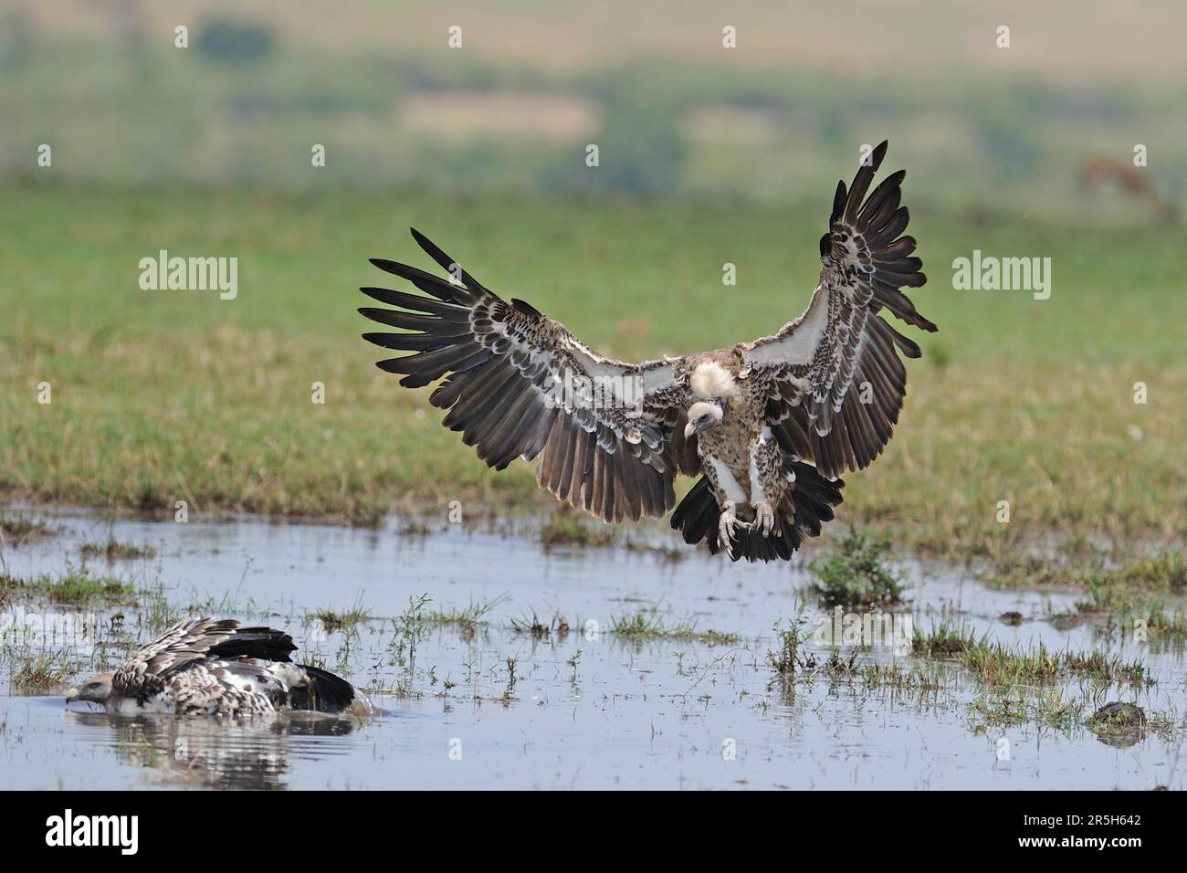 Sperber landen an der Badestelle (Gyps rueppelli), Maasai Mara Wildreservat, Kenia Stockfoto